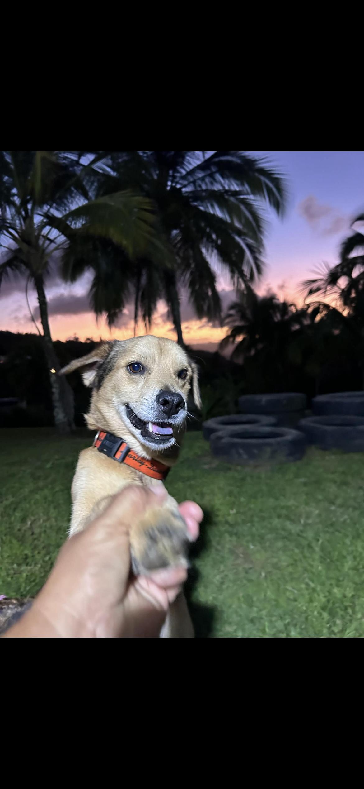 Enlarge Milán , a ADOPTABLE mixed breed in Virginia Beach, VA image 5/6