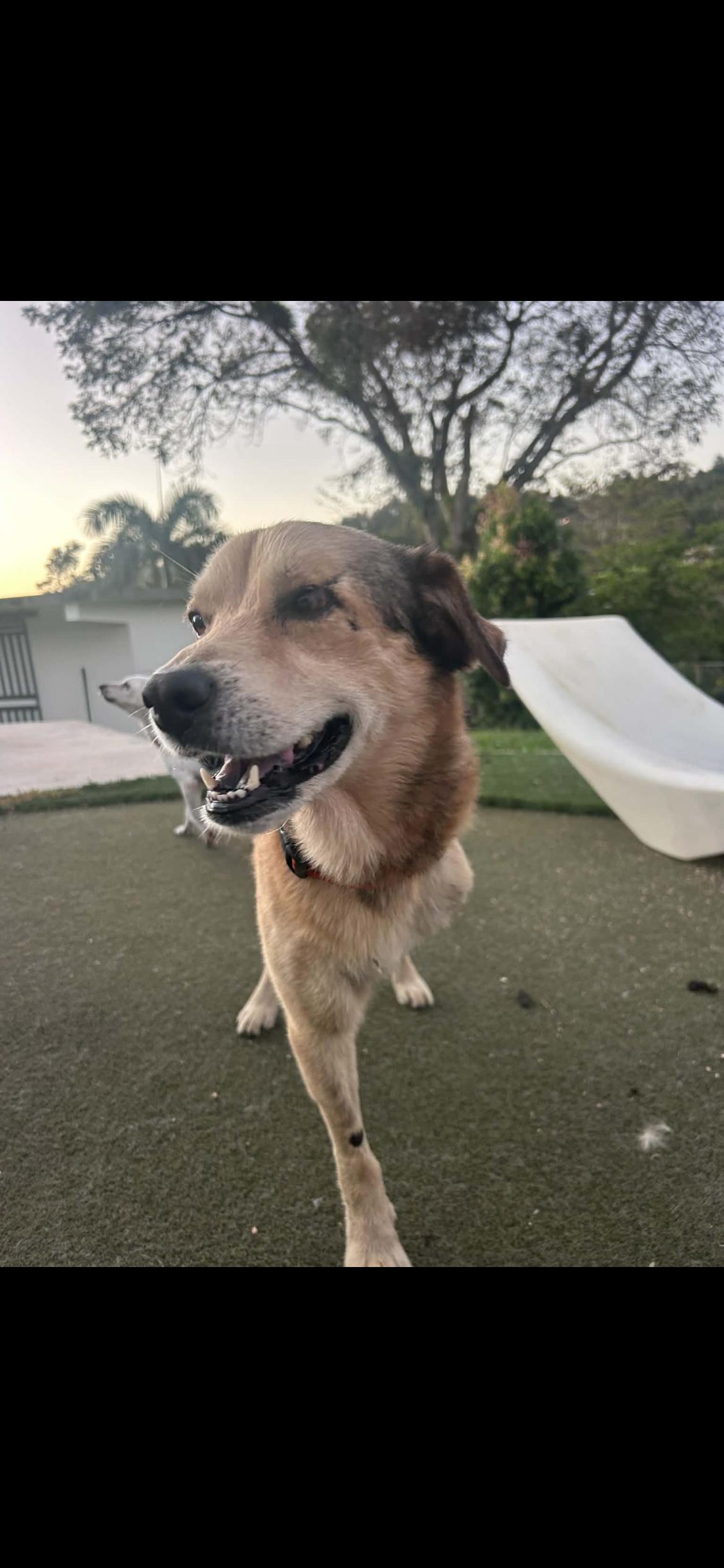 Enlarge Milán , a ADOPTABLE mixed breed in Virginia Beach, VA image 2/6