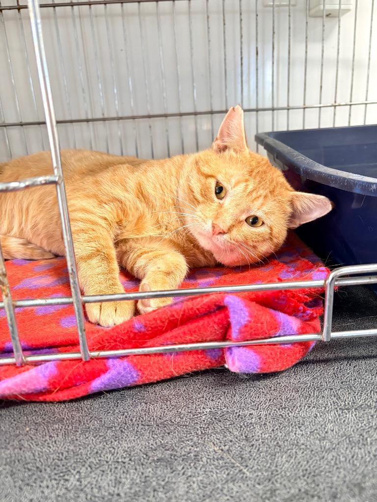Noodles, Adoptable, Kitten Male Domestic Short Hair.