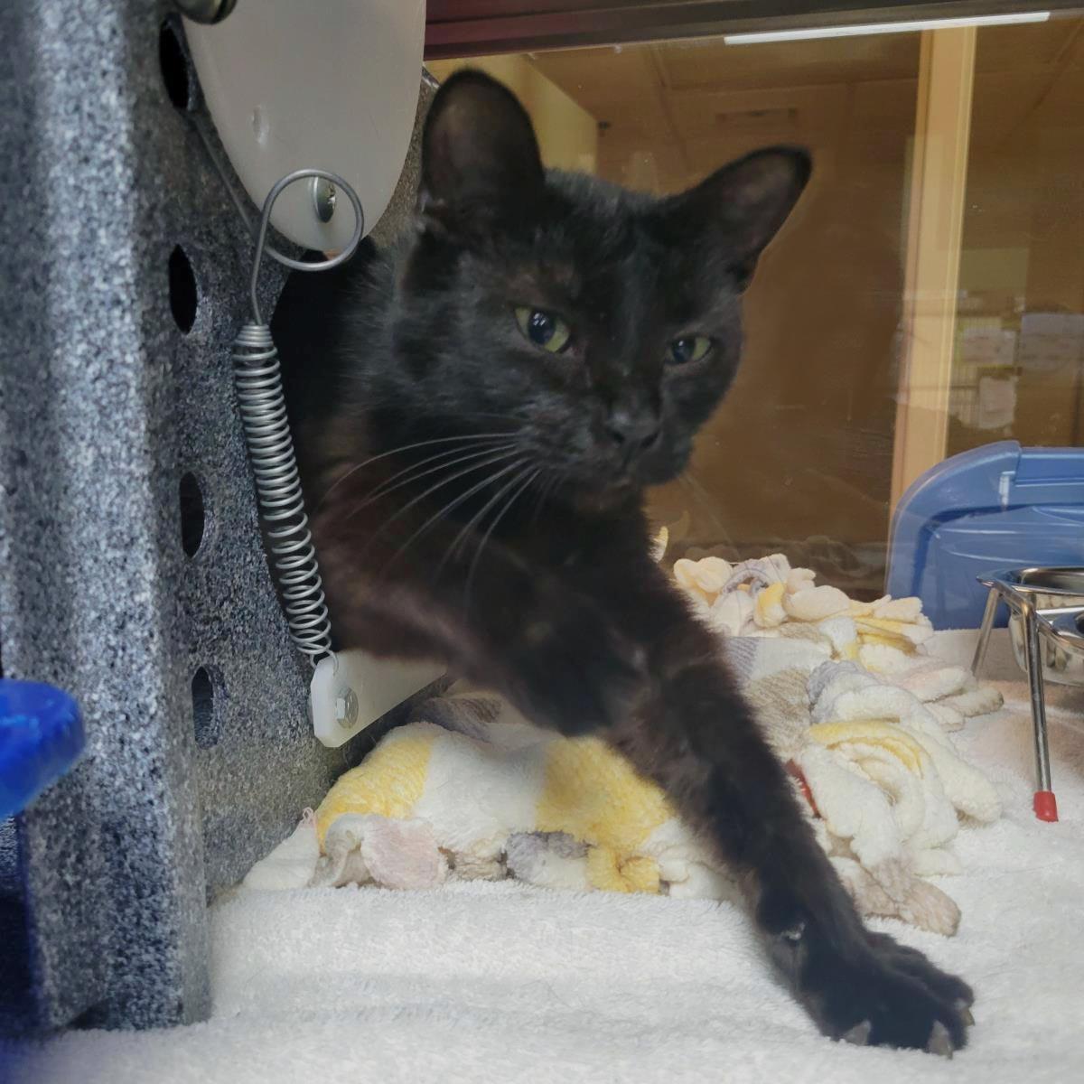 Enlarge Eclipse, a Adoptable Domestic Short Hair in Plover, WI image 1/3
