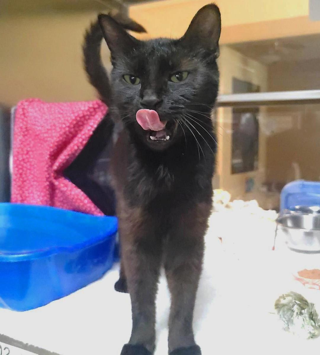 Enlarge Eclipse, a Adoptable Domestic Short Hair in Plover, WI image 2/3