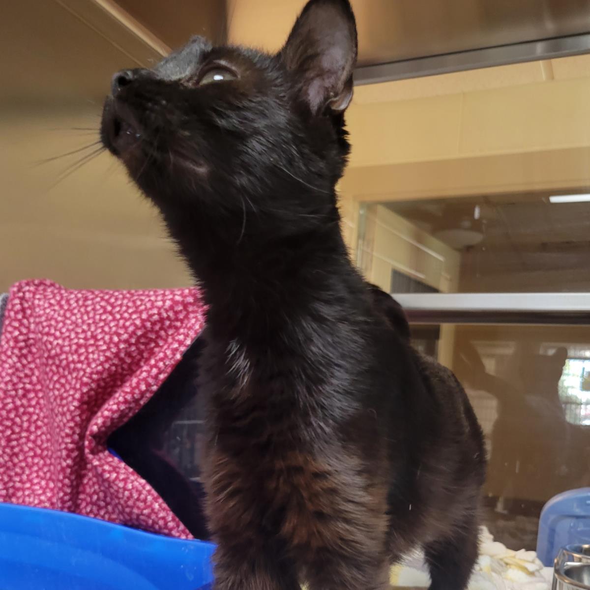 Enlarge Eclipse, a Adoptable Domestic Short Hair in Plover, WI image 3/3