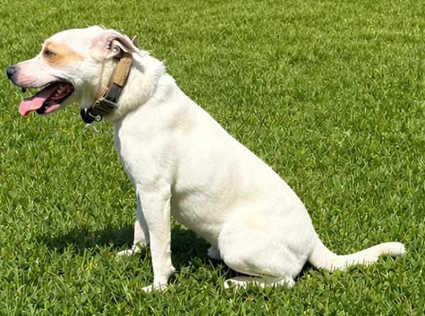 Benny, Adoptable, Adult Female Pit Bull Terrier.