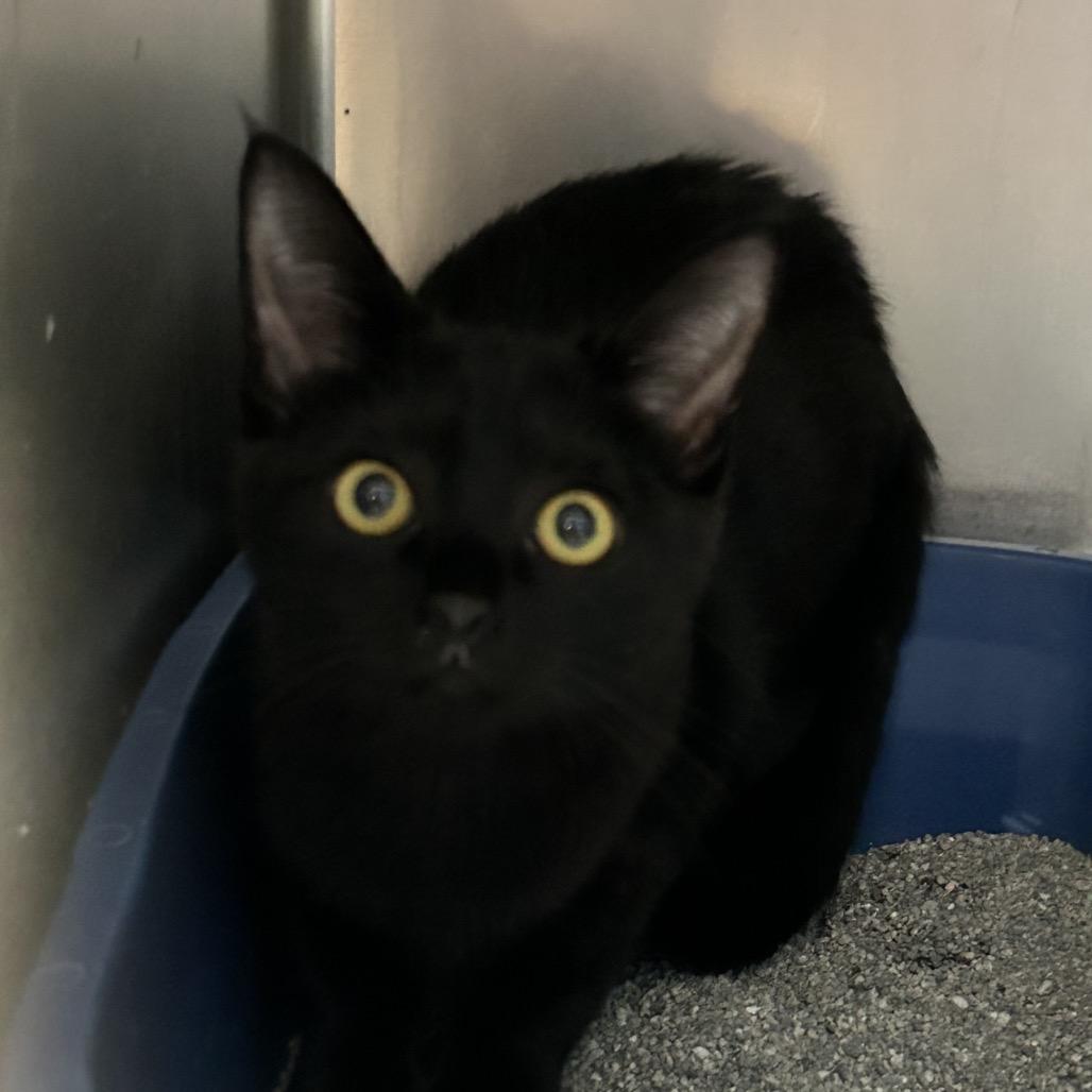 Enlarge Freya, a Adoptable Domestic Short Hair in Newport, NC image 1/2