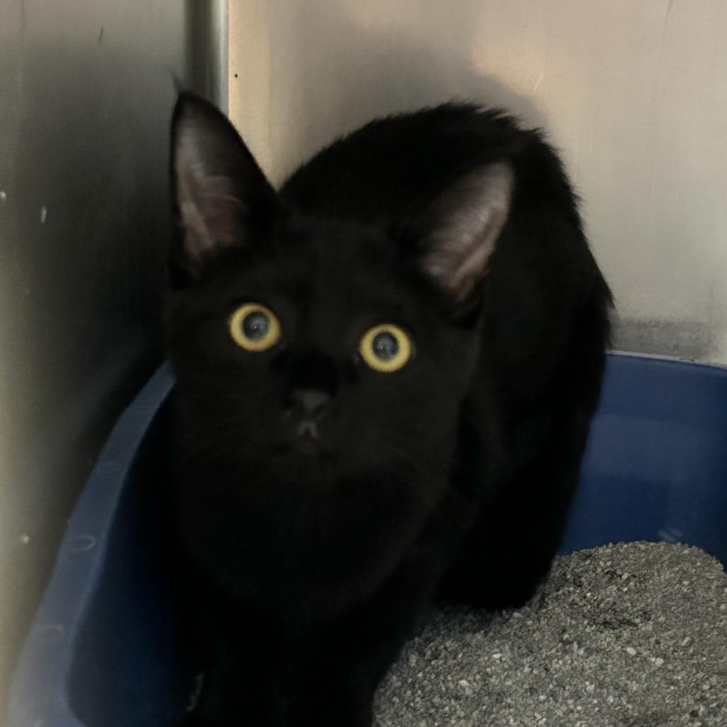 Enlarge Freya, a Adoptable Domestic Short Hair in Newport, NC image 2/2