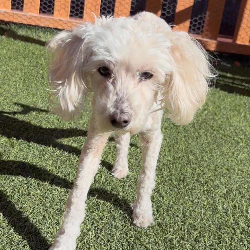 Enlarge Bella CA, a Adoptable Poodle in Hillside, IL image 1/3