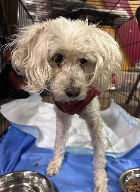 Enlarge Bella CA, a Adoptable Poodle in Hillside, IL image 2/3