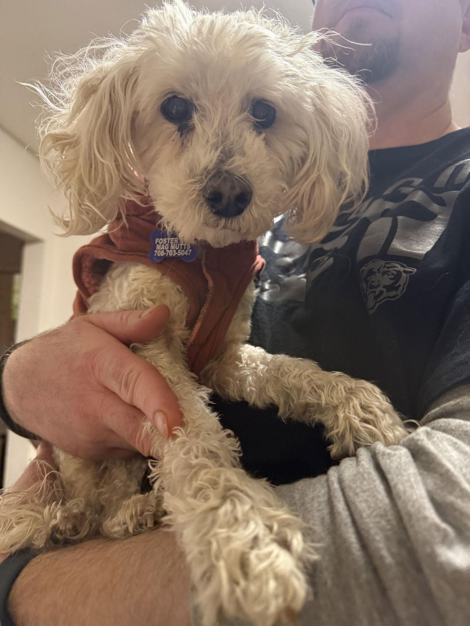 Enlarge Bella CA, a Adoptable Poodle in Hillside, IL image 3/3