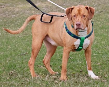 Jingle, Adoptable, Adult Male Pit Bull Terrier & Mixed Breed.