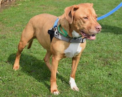 Enlarge Jingle, a Adoptable mixed breed in West Seneca, NY image 2/3