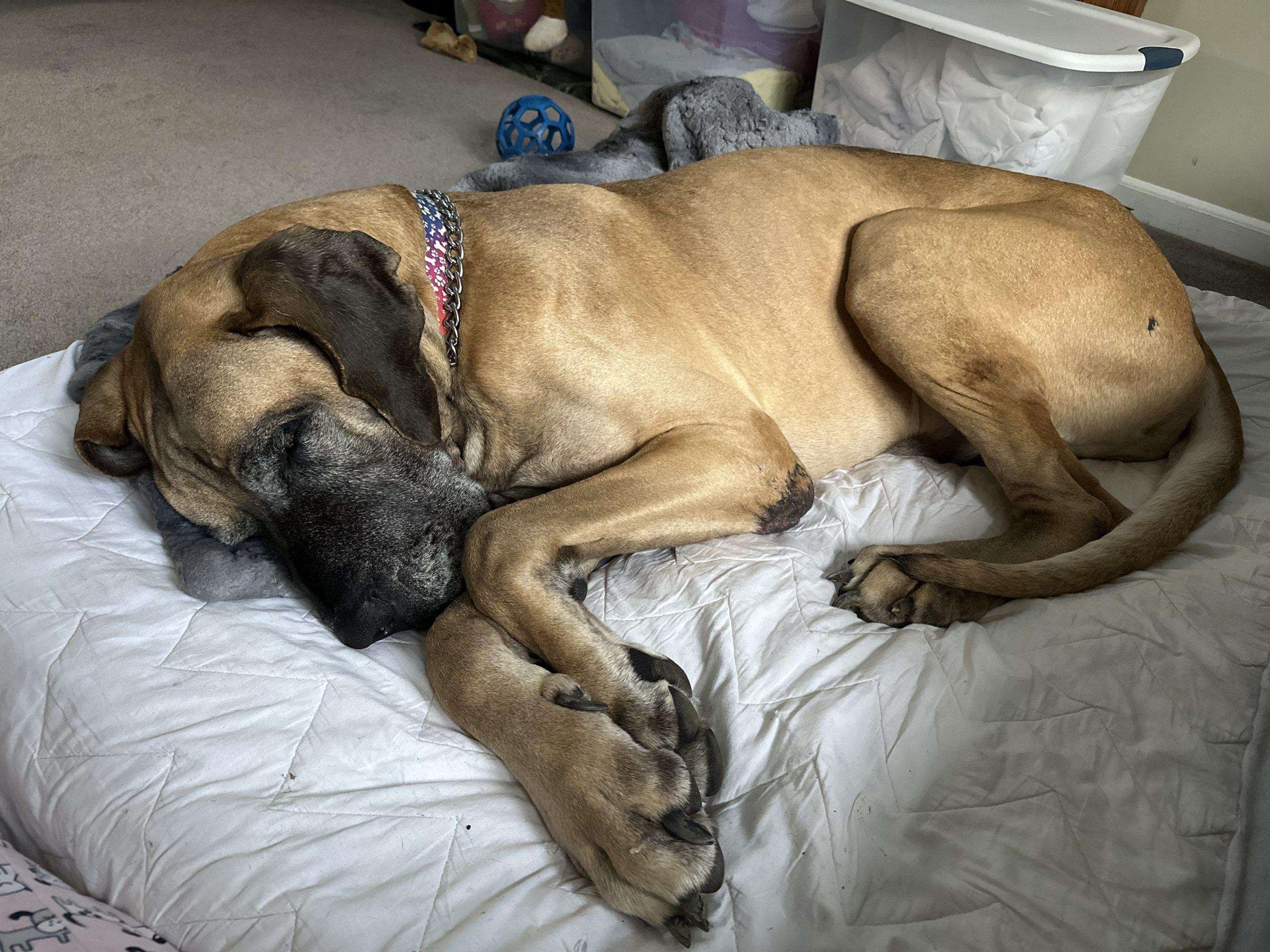 Enlarge Indy, an adopted Great Dane in Pine Beach, NJ image 3/4