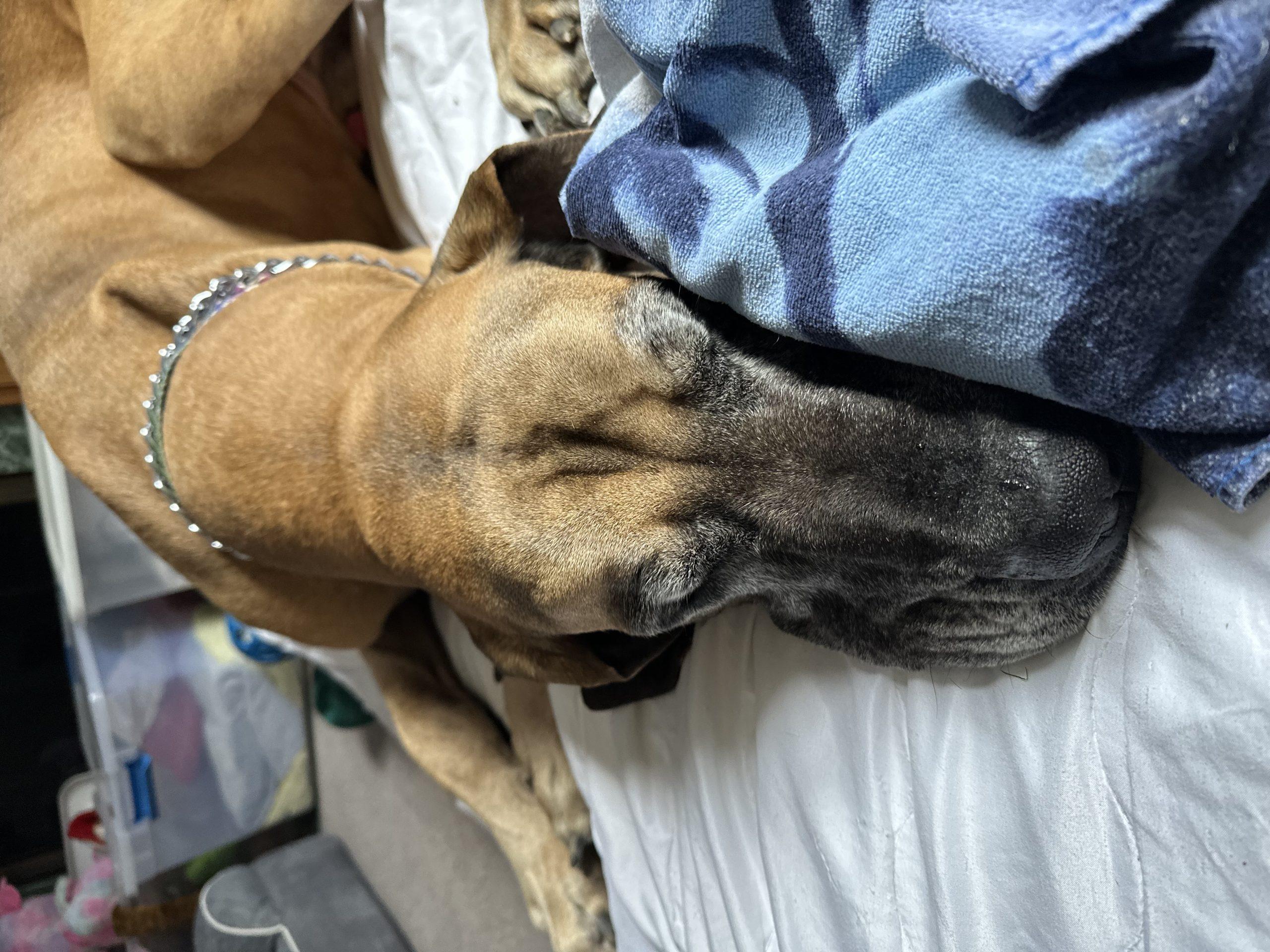 Enlarge Indy, an adopted Great Dane in Pine Beach, NJ image 2/4