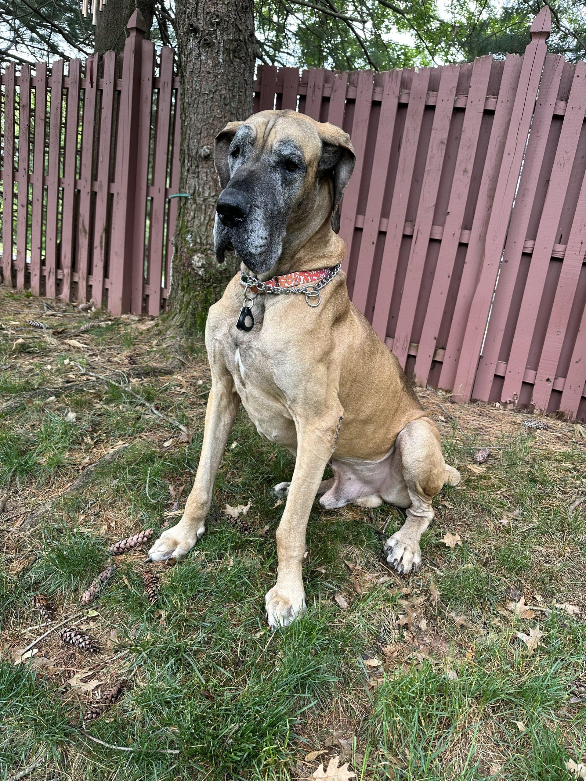 Enlarge Indy, an adopted Great Dane in Pine Beach, NJ image 4/4