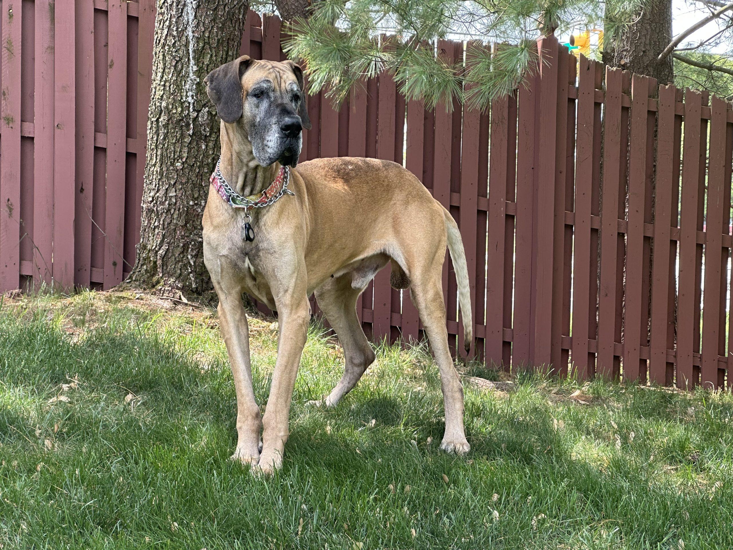 Enlarge Indy, an adopted Great Dane in Pine Beach, NJ image 1/4