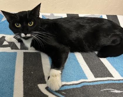 Enlarge Coraline, a Adoptable mixed breed in Phoenix, AZ image 1/1