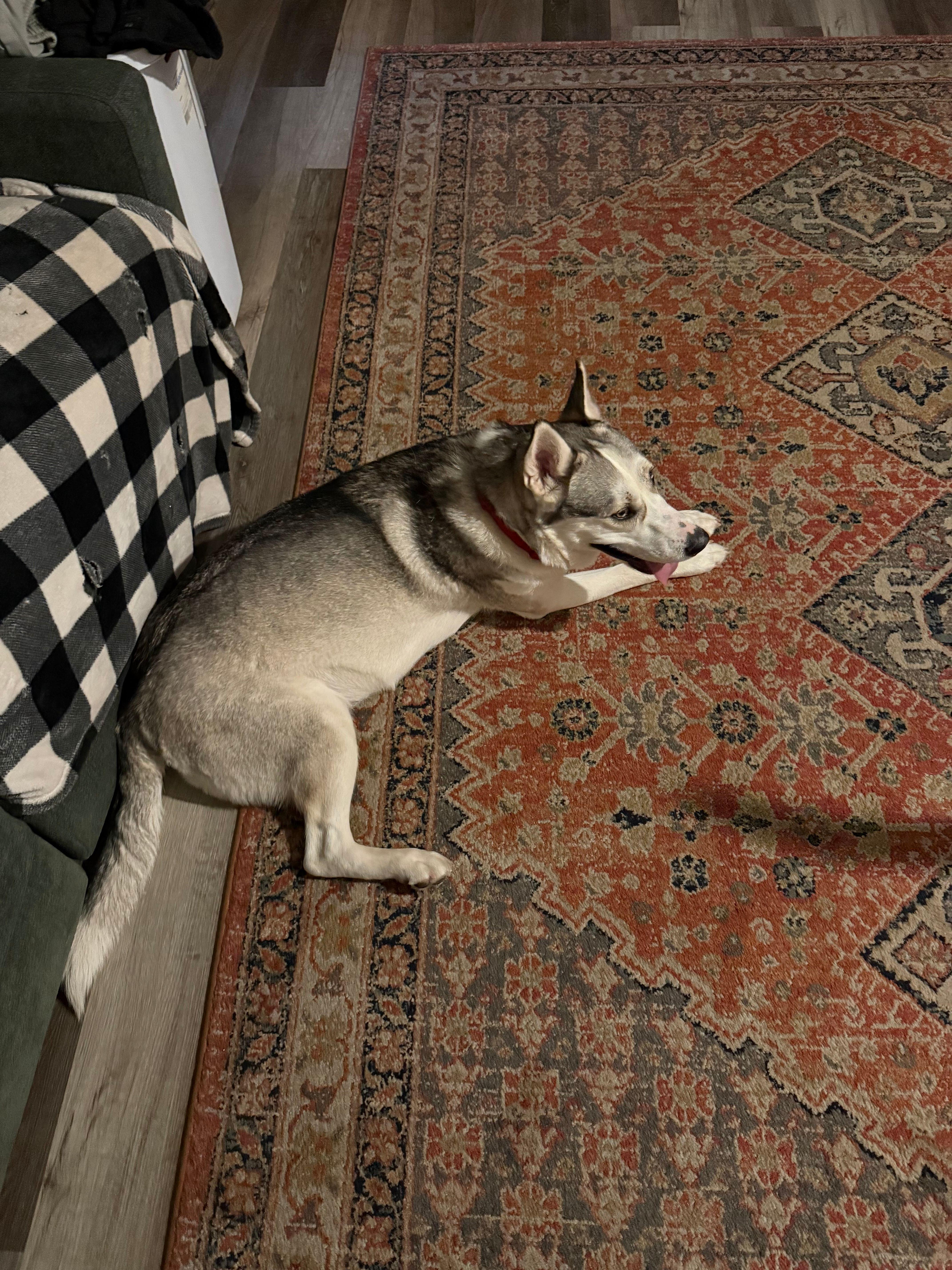 Holly, a ADOPTABLE mixed breed in Coarsegold, CA image 3/3