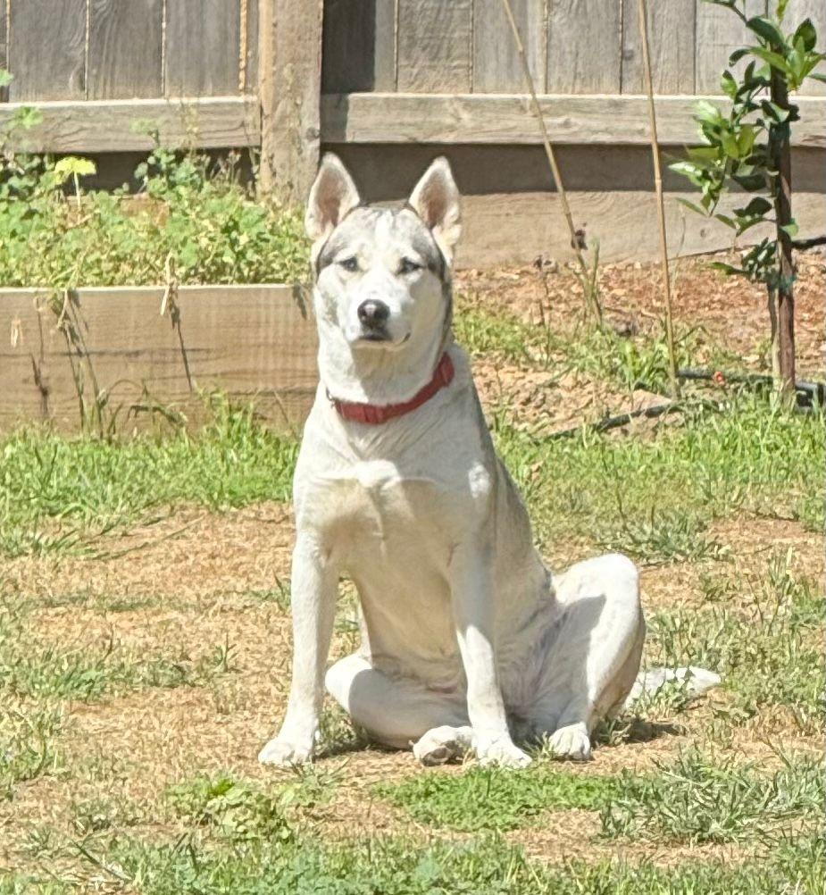 Holly, a ADOPTABLE mixed breed in Coarsegold, CA image 2/3