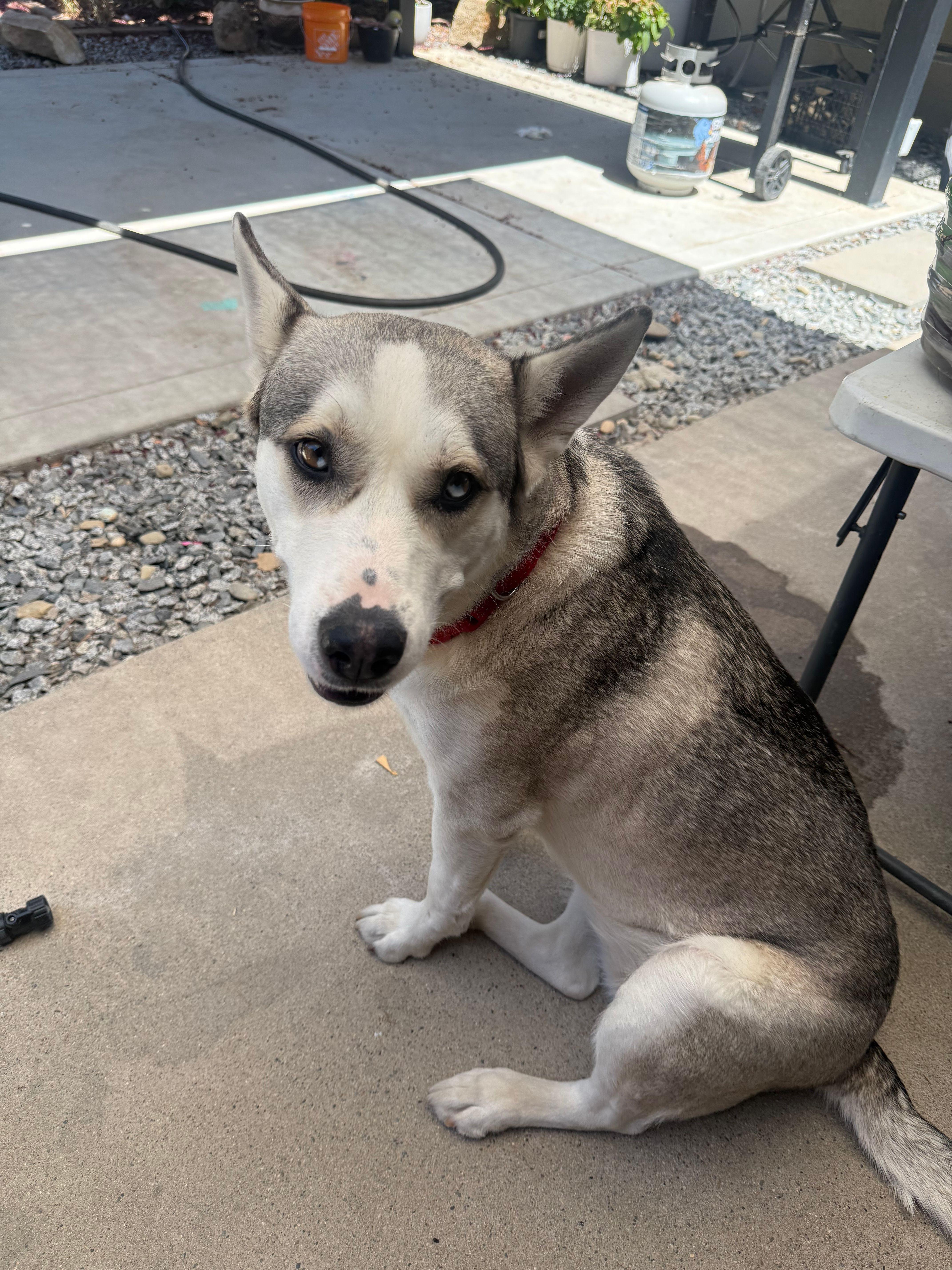Holly, a ADOPTABLE mixed breed in Coarsegold, CA image 1/3