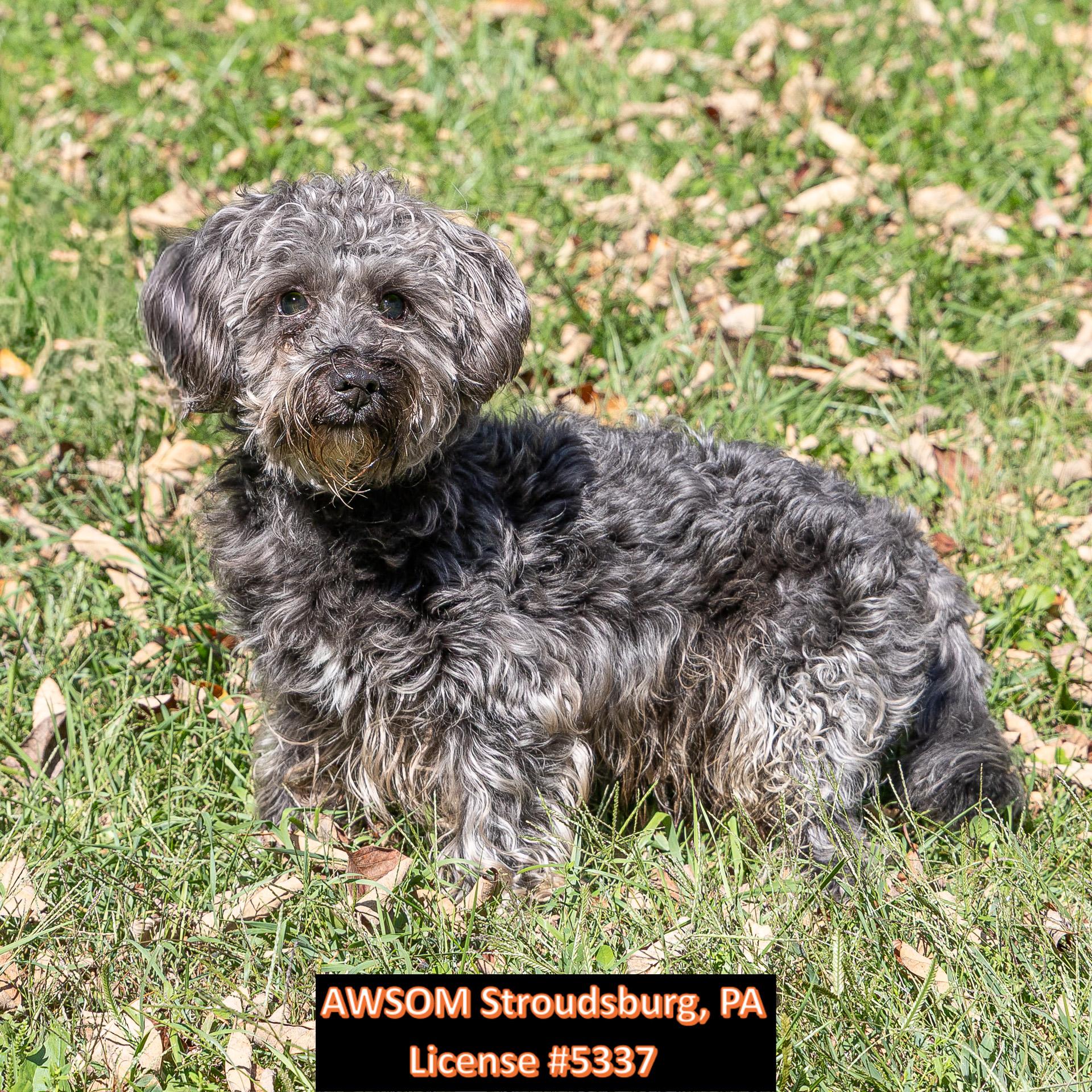 Marty, Adoptable, Adult Male Miniature Poodle.