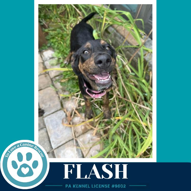 Flash (Treasure Trio) 071826, Adoptable, Puppy Female Shepherd.