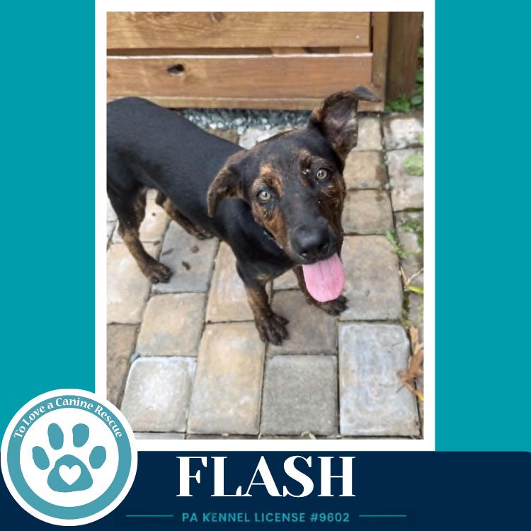 Flash (Treasure Trio) 071826, a Adoptable mixed breed in Kimberton, PA image 2/5