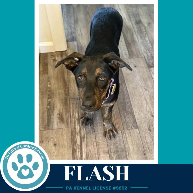 Flash (Treasure Trio) 071826, a Adoptable mixed breed in Kimberton, PA image 3/5