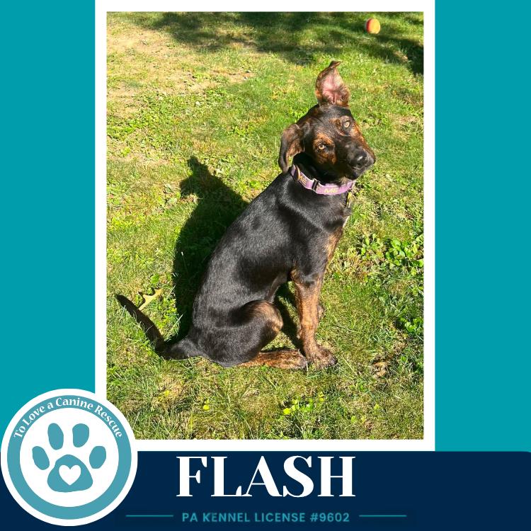 Flash (Treasure Trio) 071826, a Adoptable mixed breed in Kimberton, PA image 4/5
