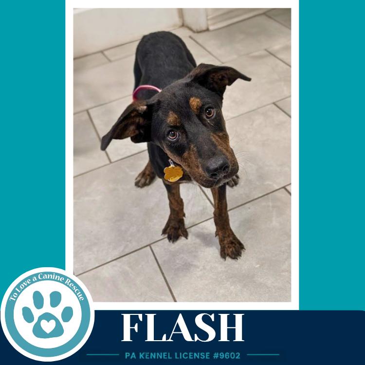 Flash (Treasure Trio) 071826, a Adoptable mixed breed in Kimberton, PA image 5/5