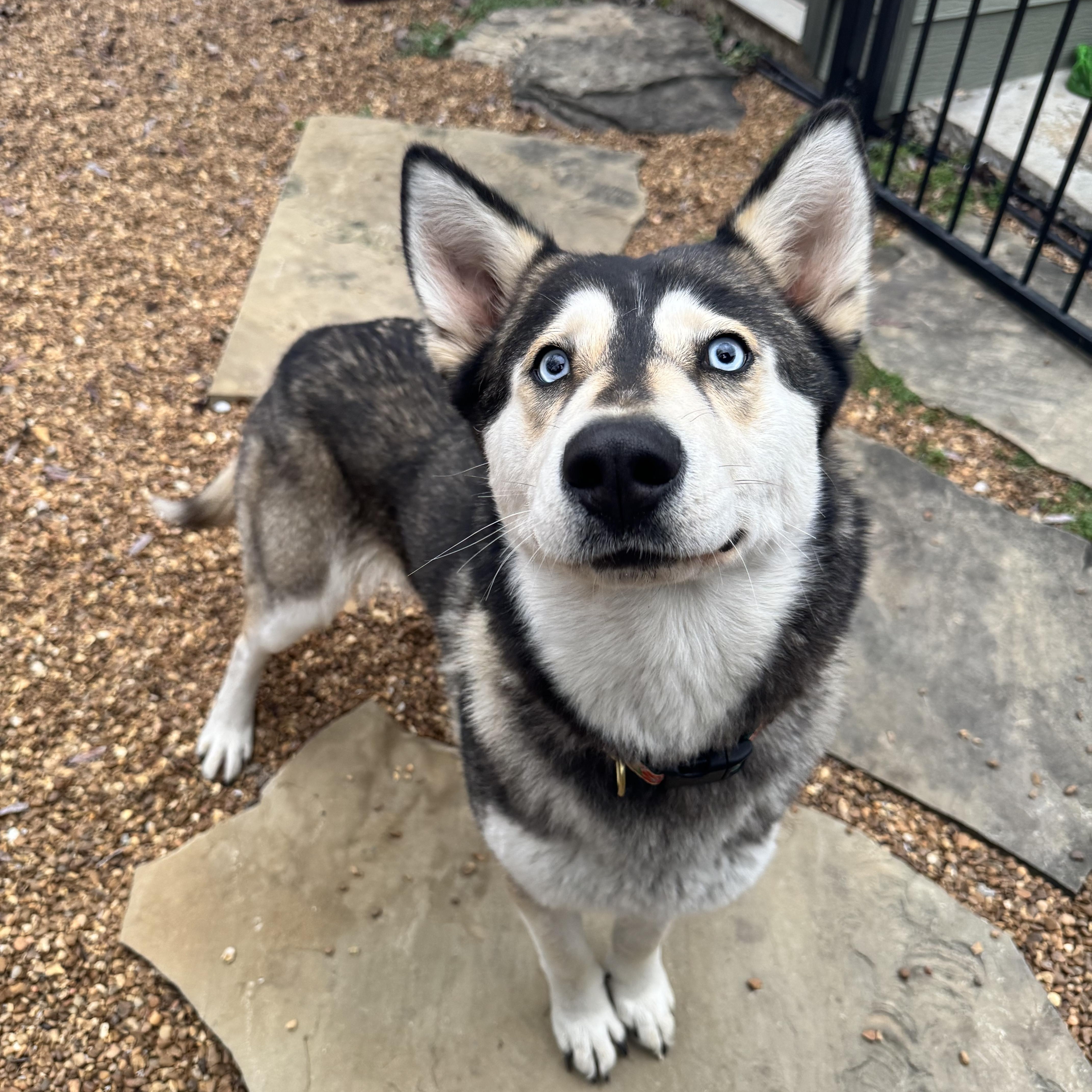 Junie, an adopted mixed breed in Memphis, TN image 4/6