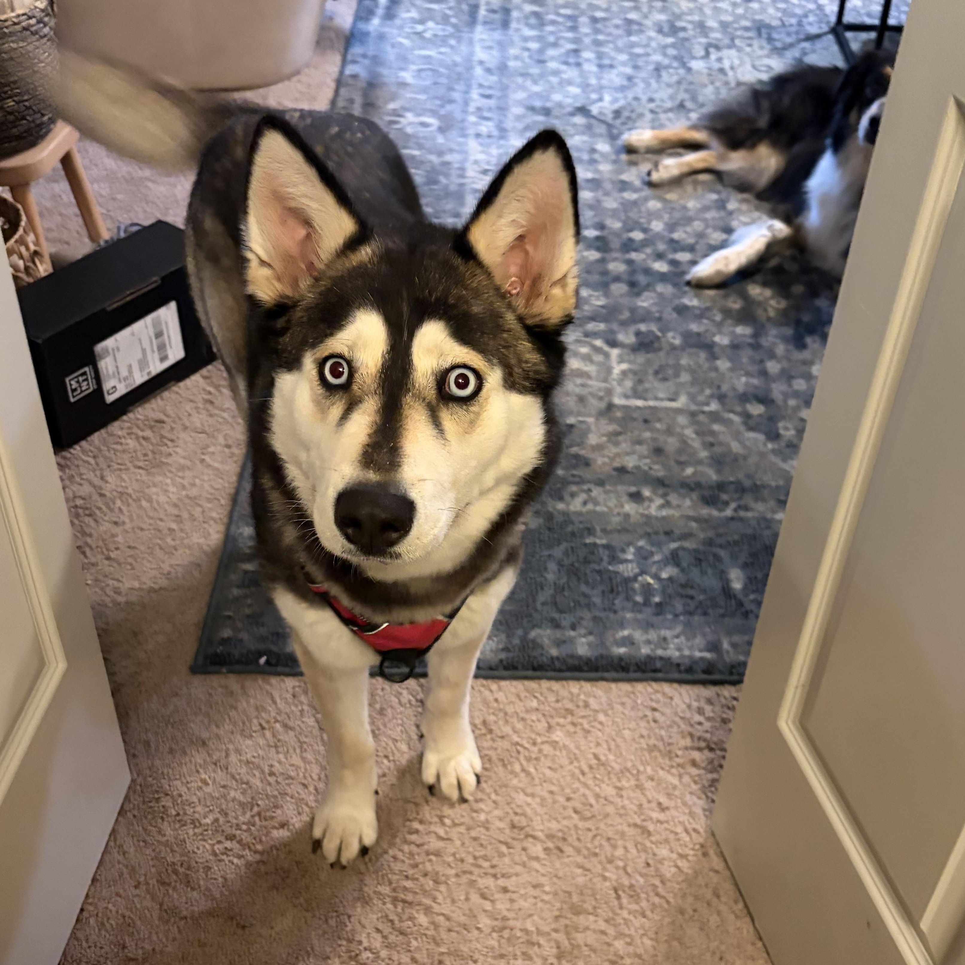 Junie, an adopted mixed breed in Memphis, TN image 6/6