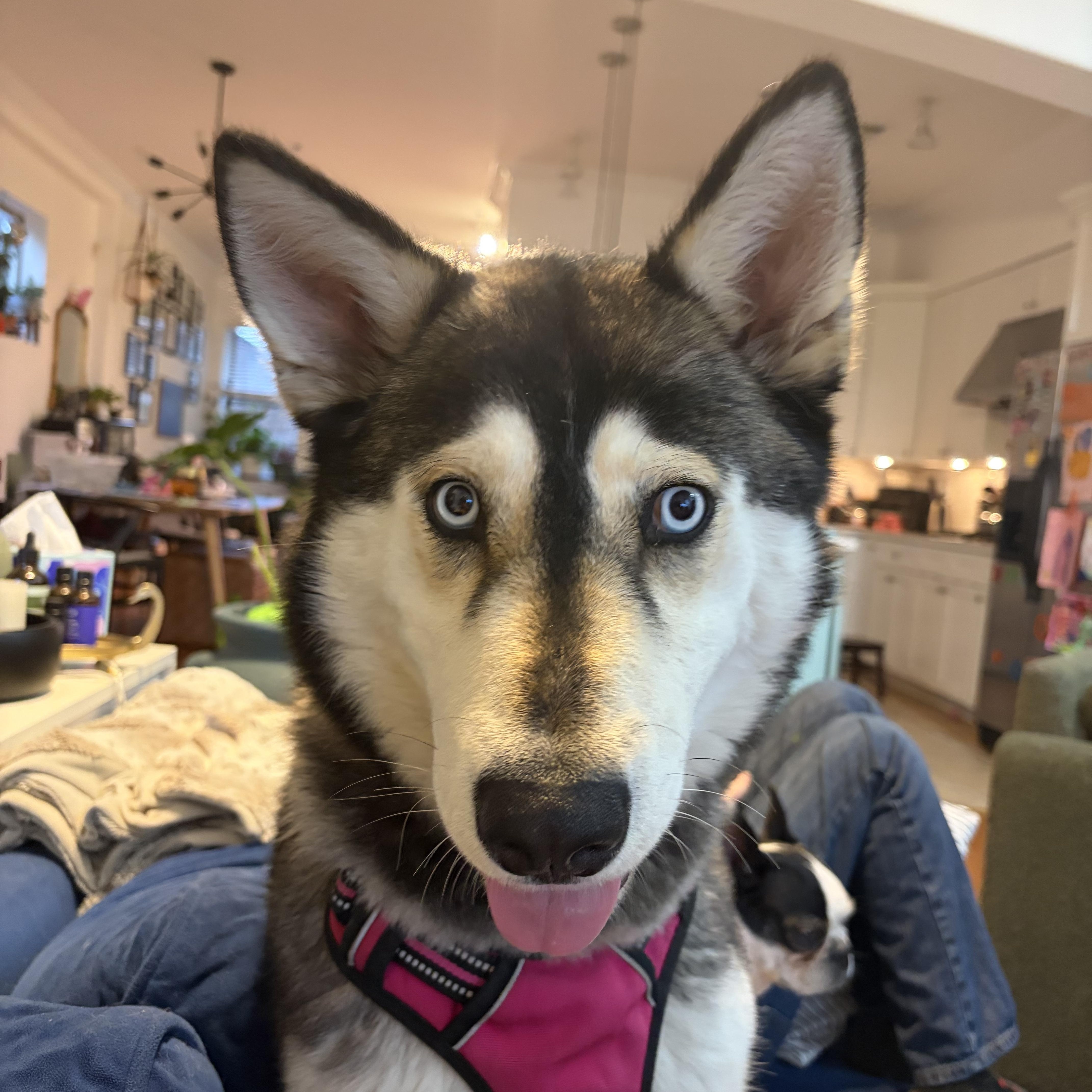 Junie, an adopted mixed breed in Memphis, TN image 2/6