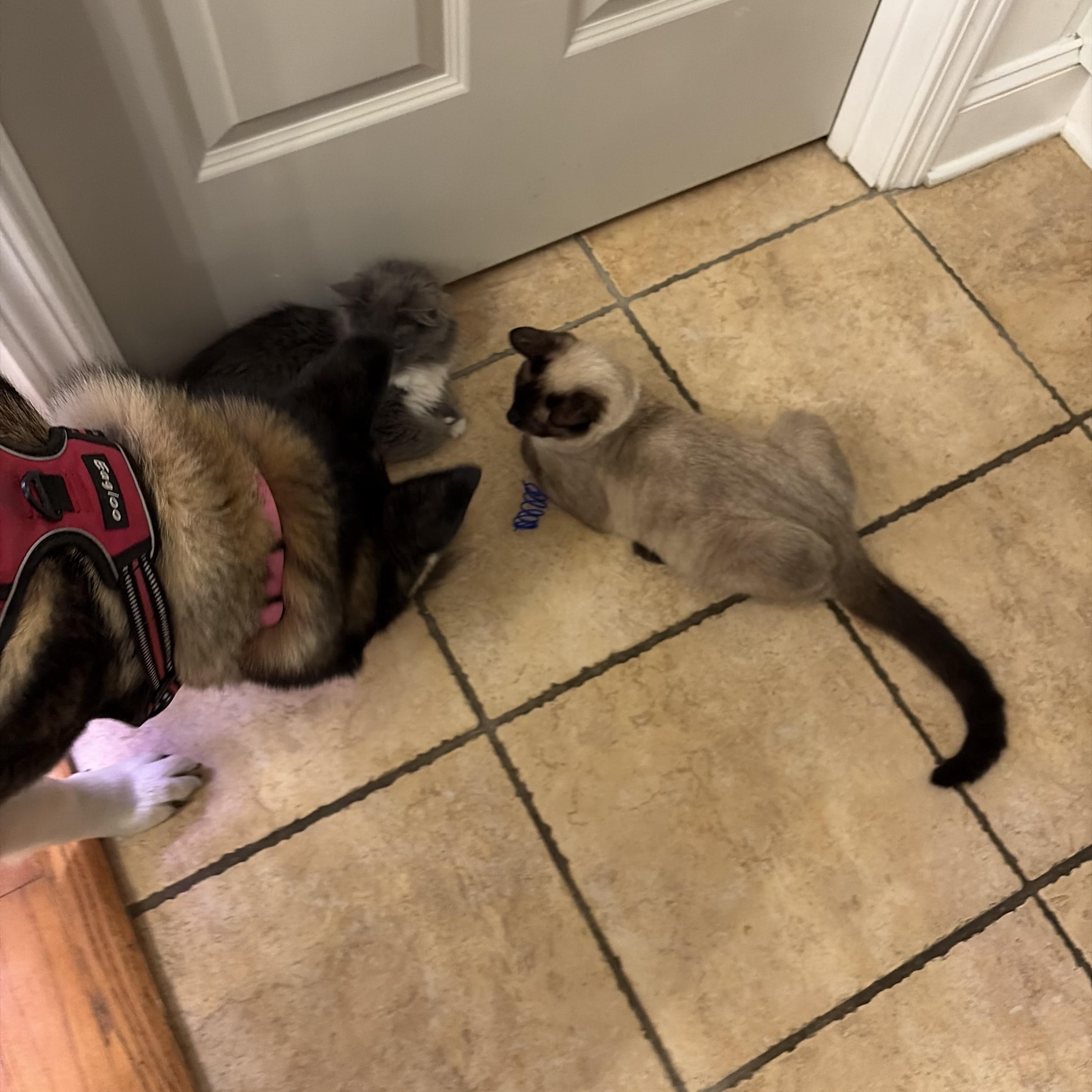 Junie, an adopted mixed breed in Memphis, TN image 3/6