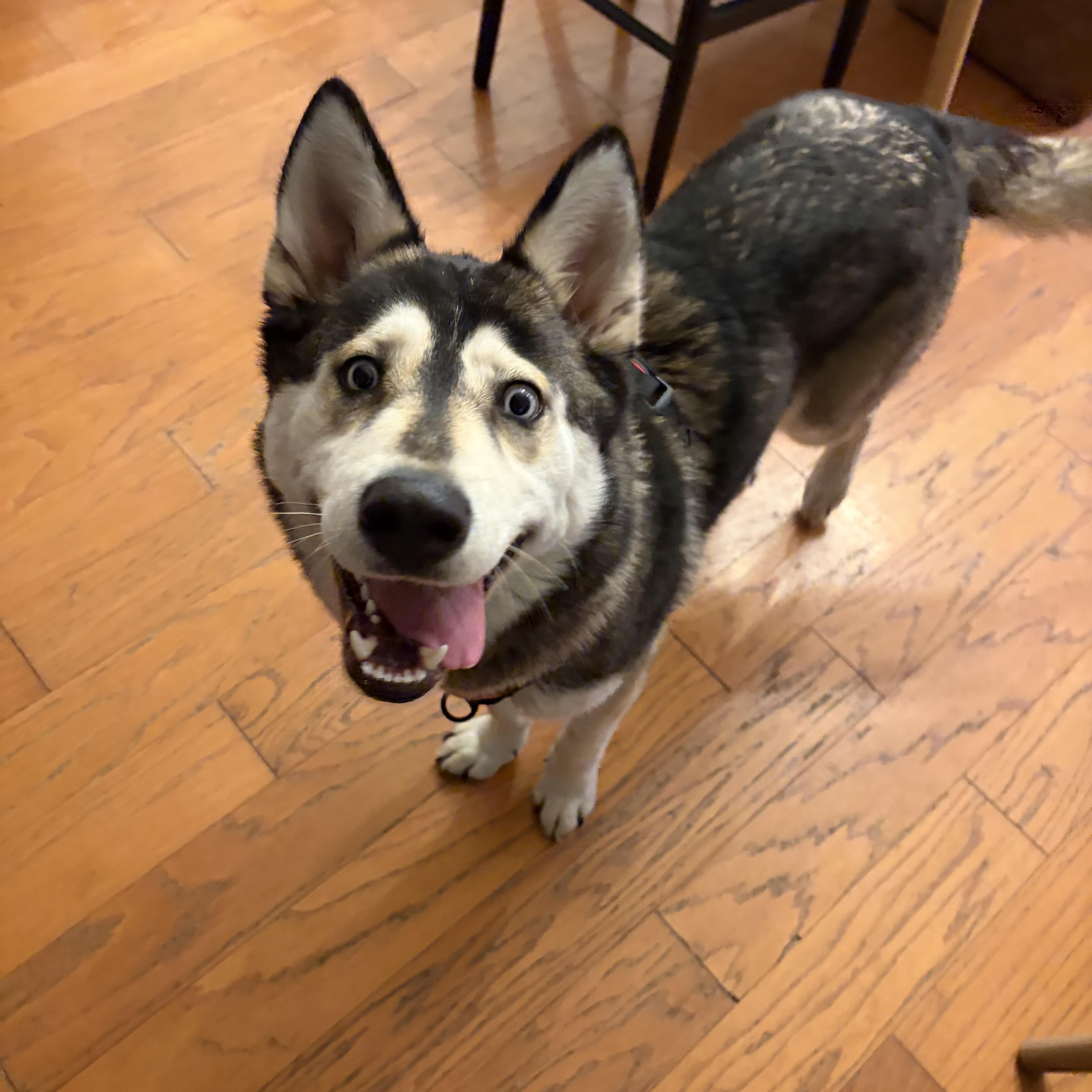 Junie, adopted, Adult Female Husky.