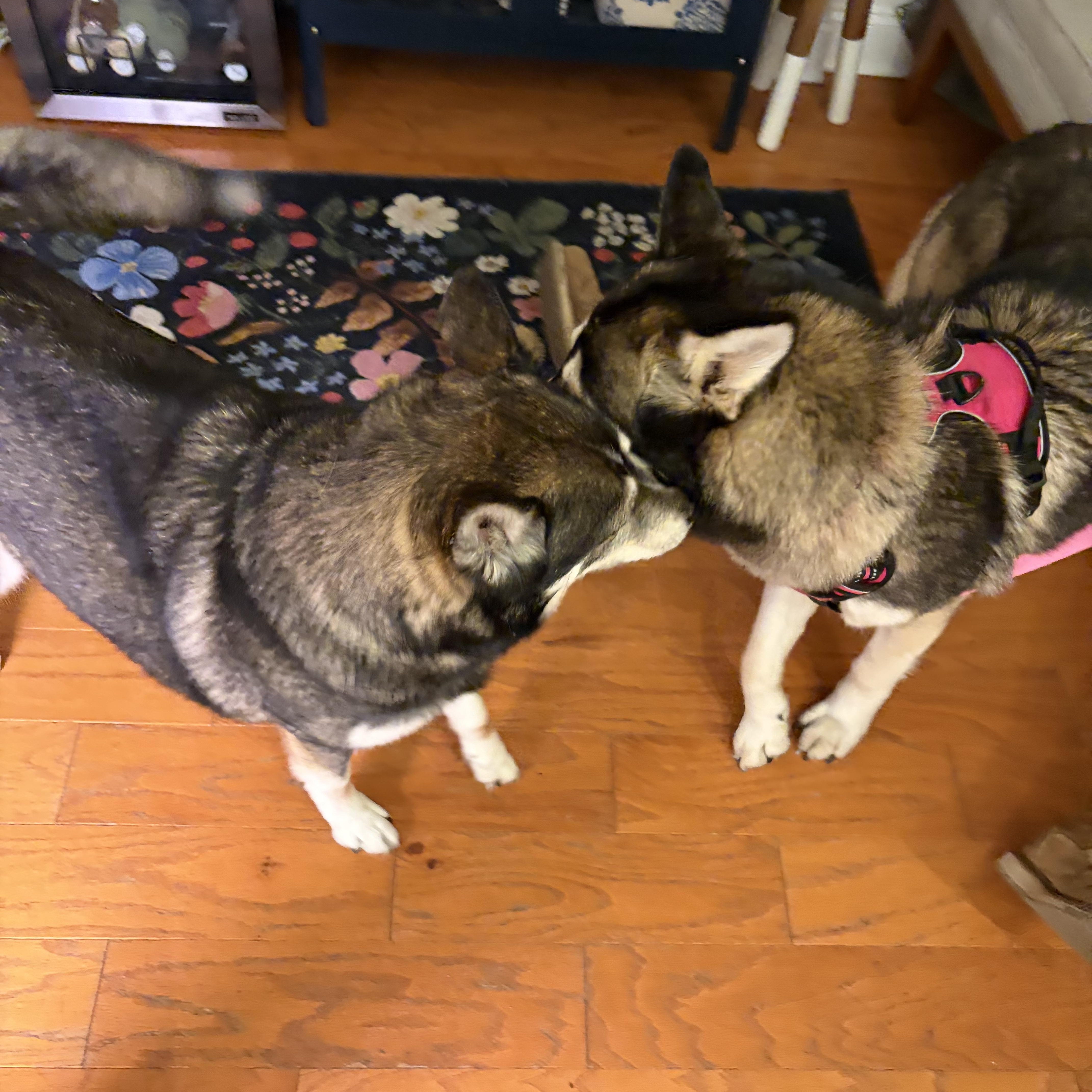 Junie, an adopted mixed breed in Memphis, TN image 5/6