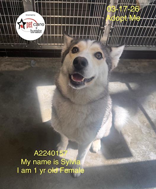 Enlarge SYLVIA, a Adoptable Husky in Los Angeles, CA image 1/1