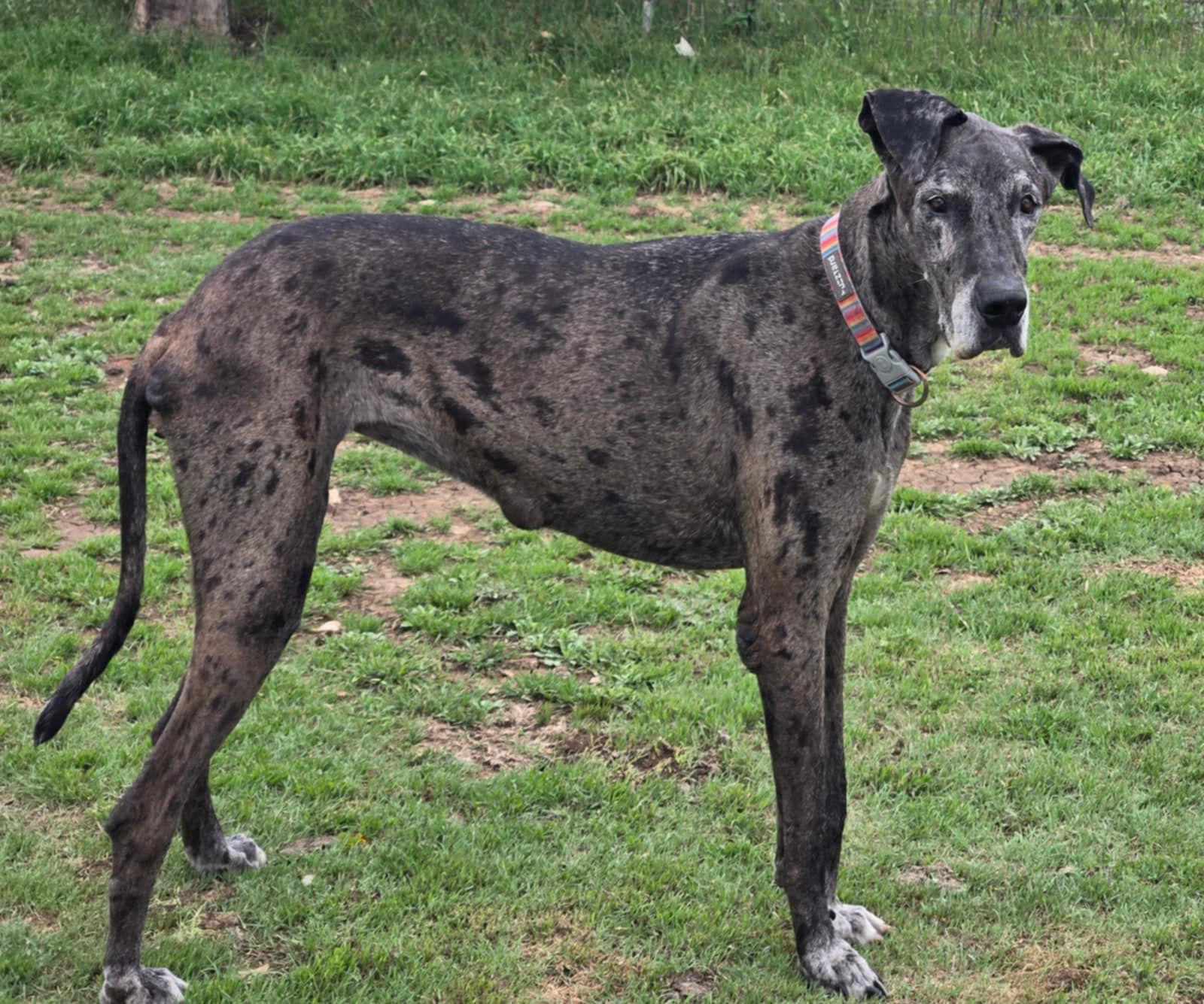 Enlarge Minnie Dane, a Adopted Great Dane in Helotes, TX image 1/1