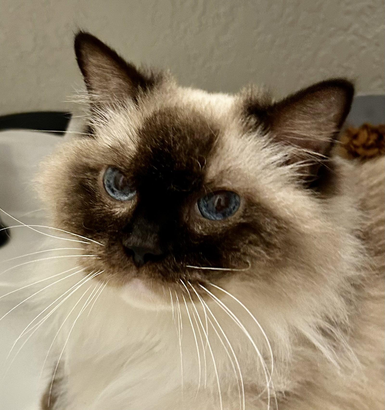 Maggie, a Adoptable Ragdoll in Antioch, CA image 1/2