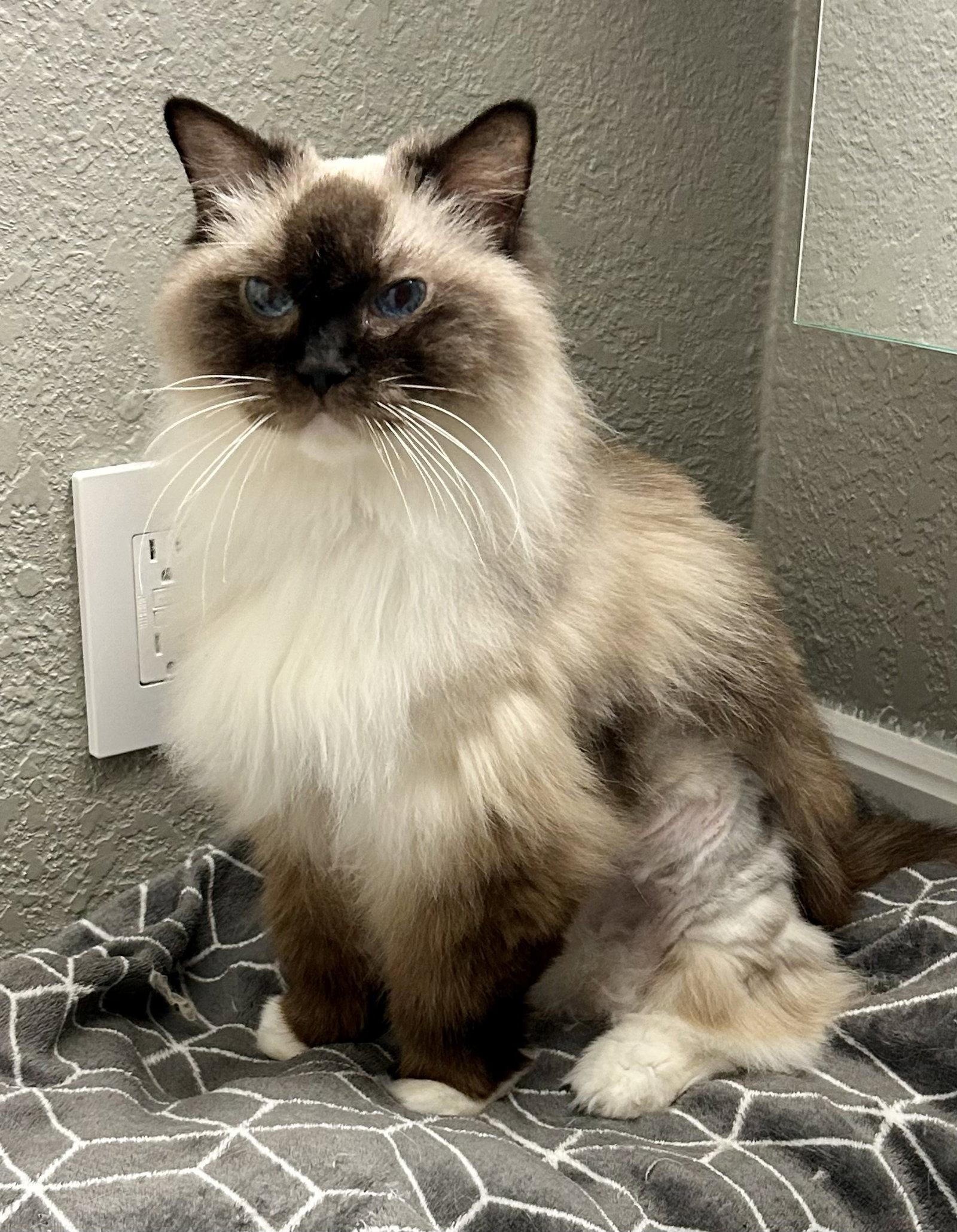 Maggie, a Adoptable Ragdoll in Antioch, CA image 2/2