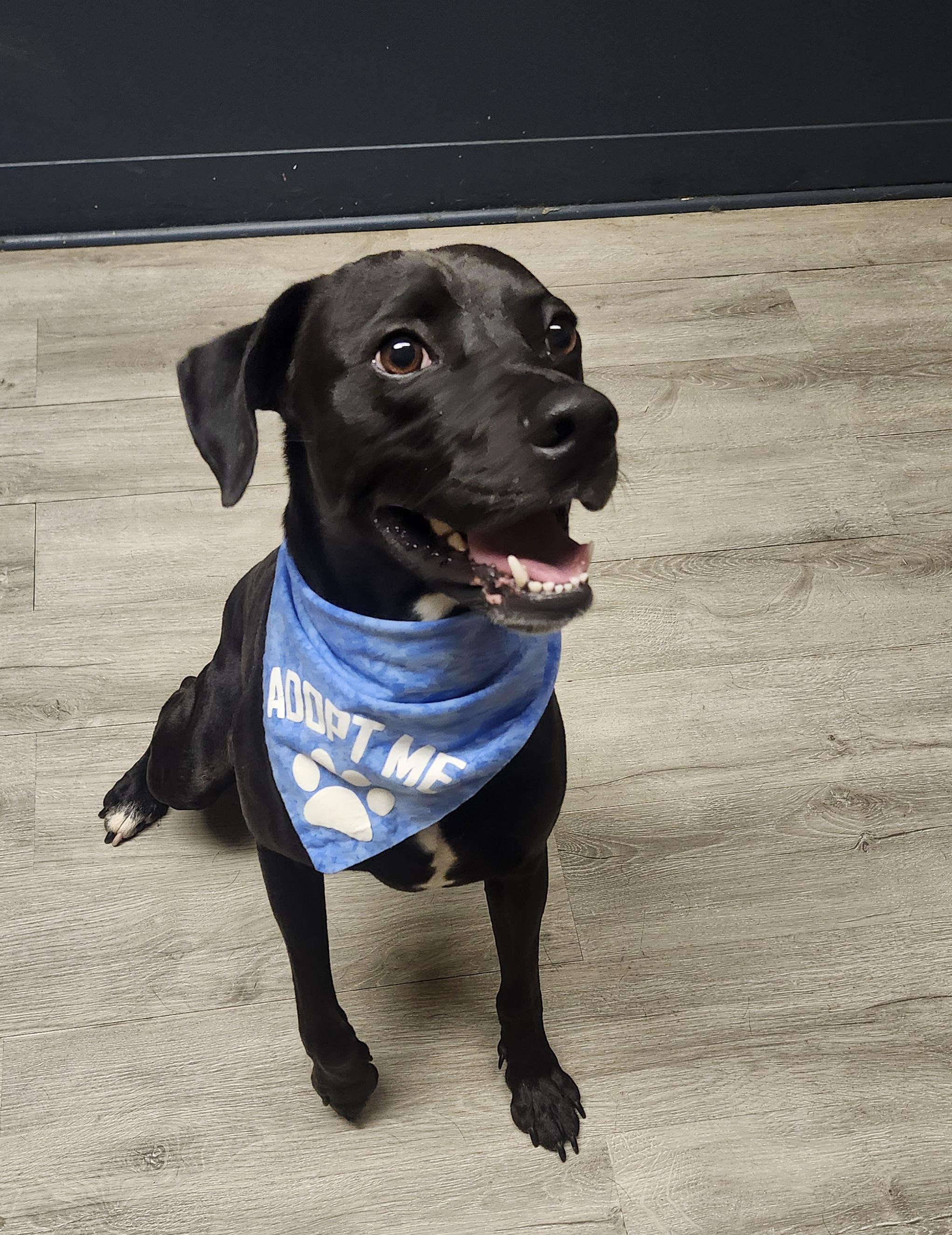 Enlarge Covet, a Adoptable mixed breed in Mansfield, OH image 3/4