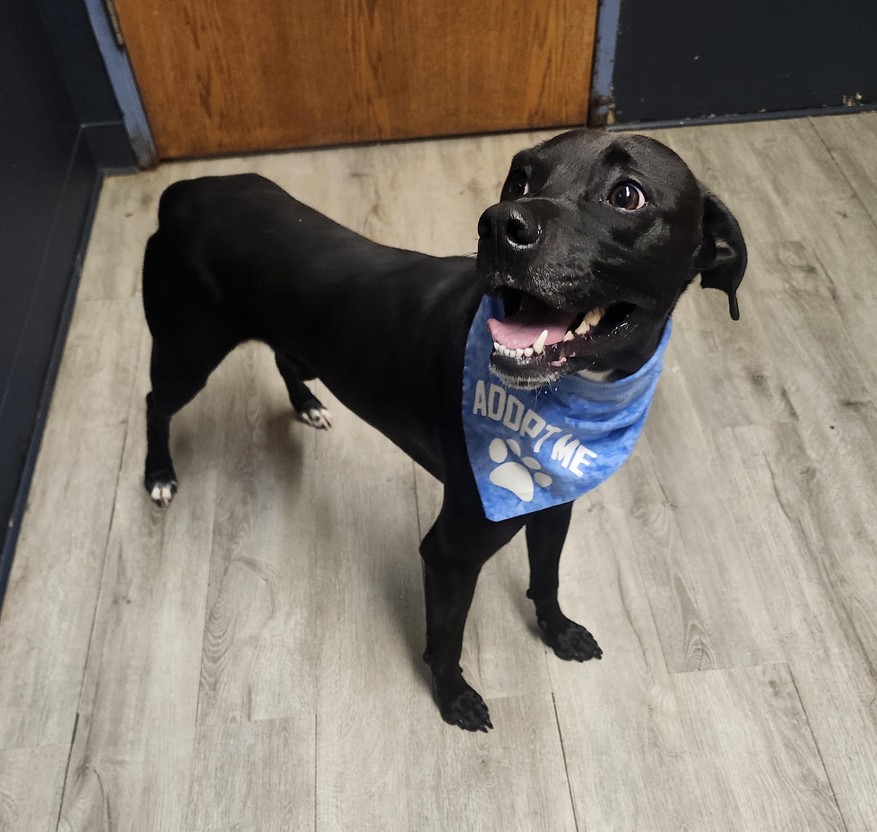 Enlarge Covet, a Adoptable mixed breed in Mansfield, OH image 4/4