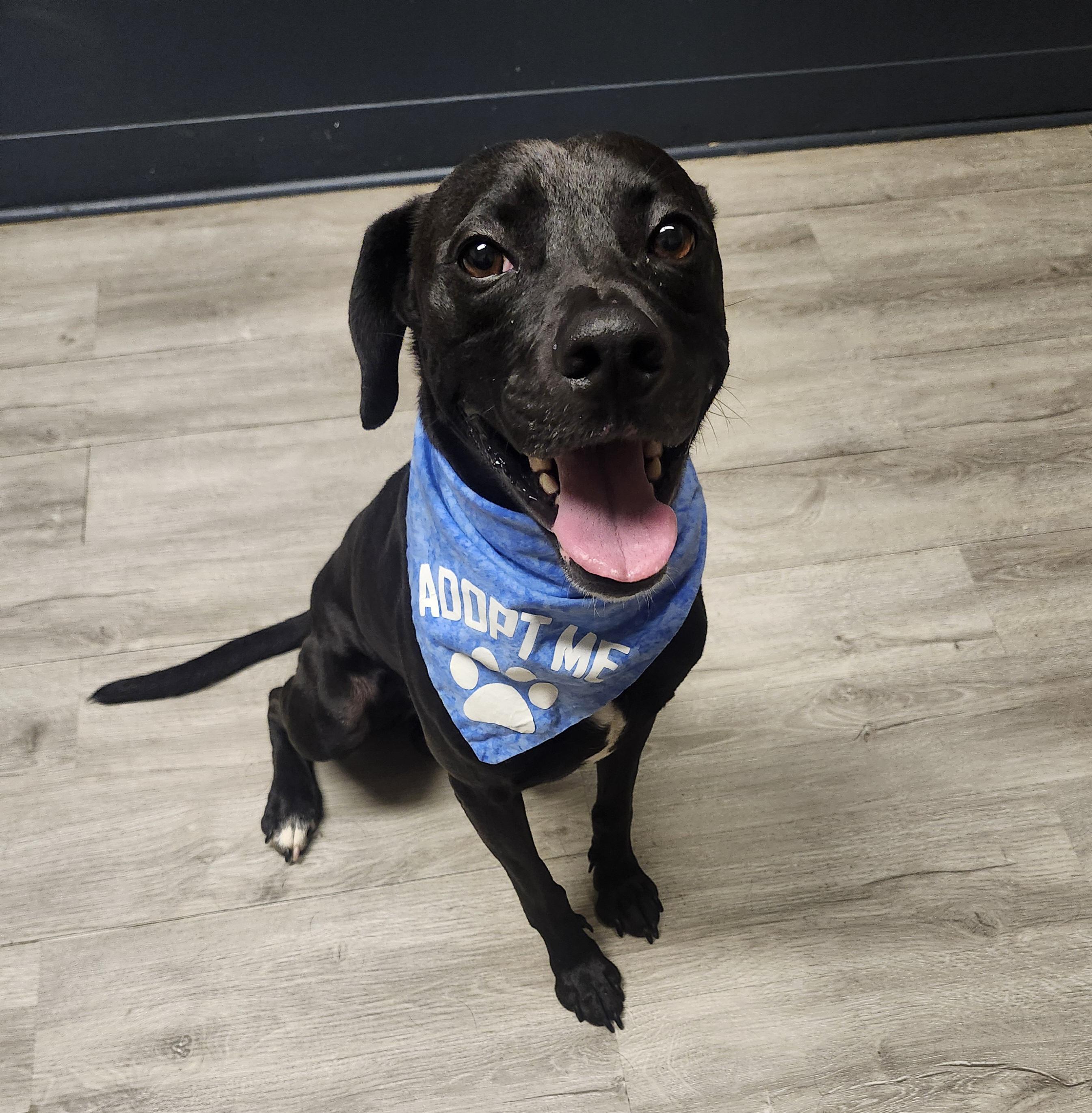 Enlarge Covet, a Adoptable mixed breed in Mansfield, OH image 2/4