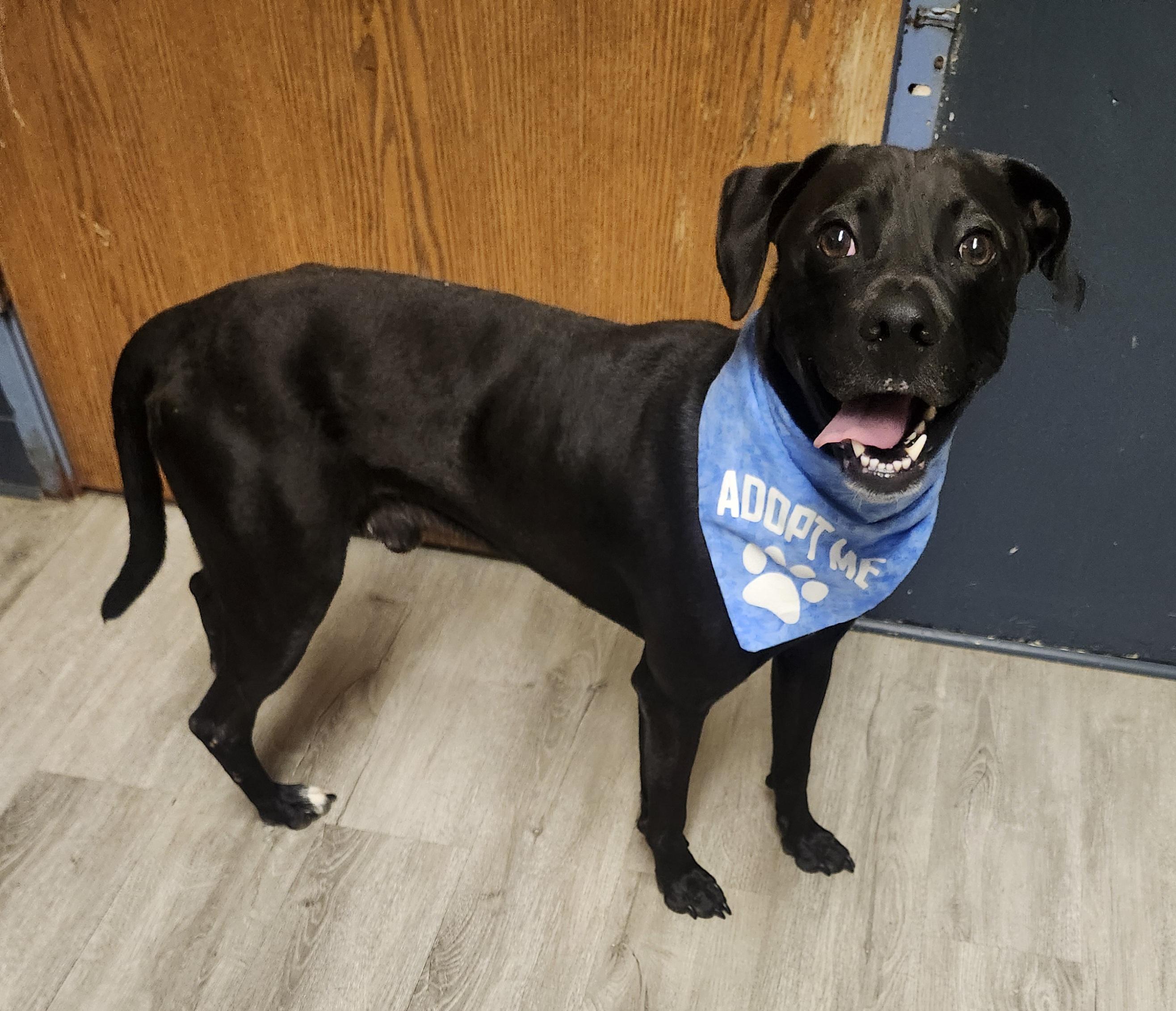 Enlarge Covet, a Adoptable mixed breed in Mansfield, OH image 1/4