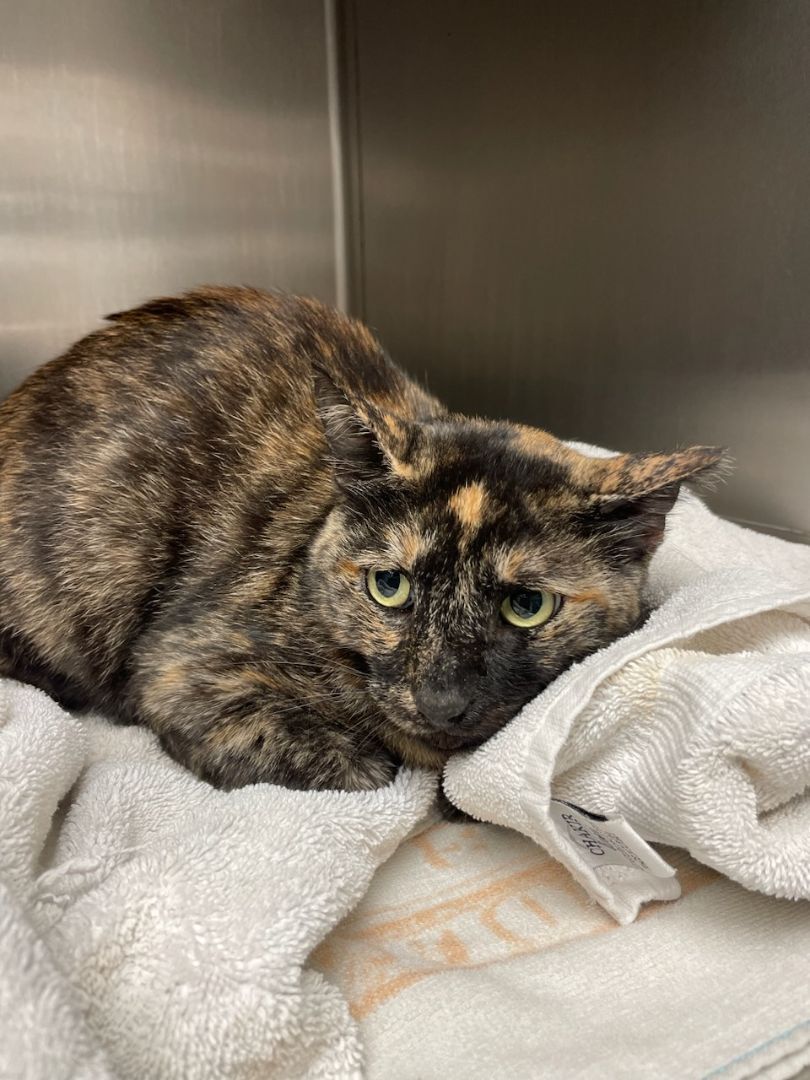 Tatum and Teegan , Adoptable, Young Female Tortoiseshell.