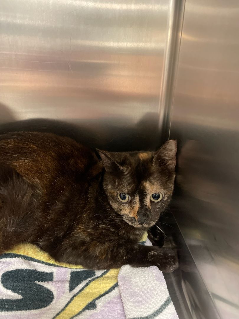 Enlarge Tatum and Teegan , a Adoptable Tortoiseshell in Miami Beach, FL image 2/4