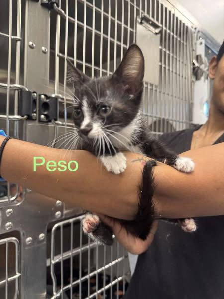 Peso, Adopted, Kitten Male Domestic Short Hair.