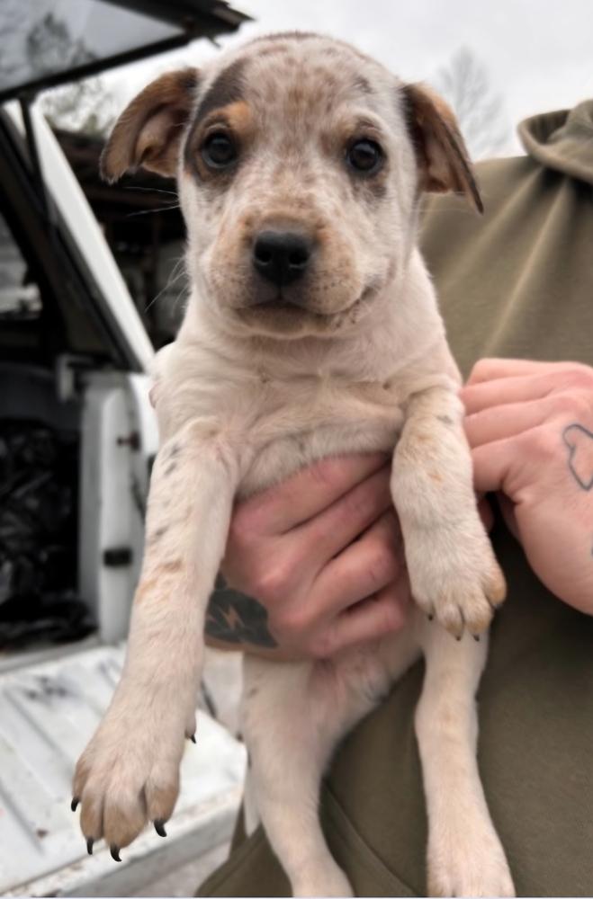 Enlarge Dynamite, a Adoptable mixed breed in Appleton, WI image 1/1
