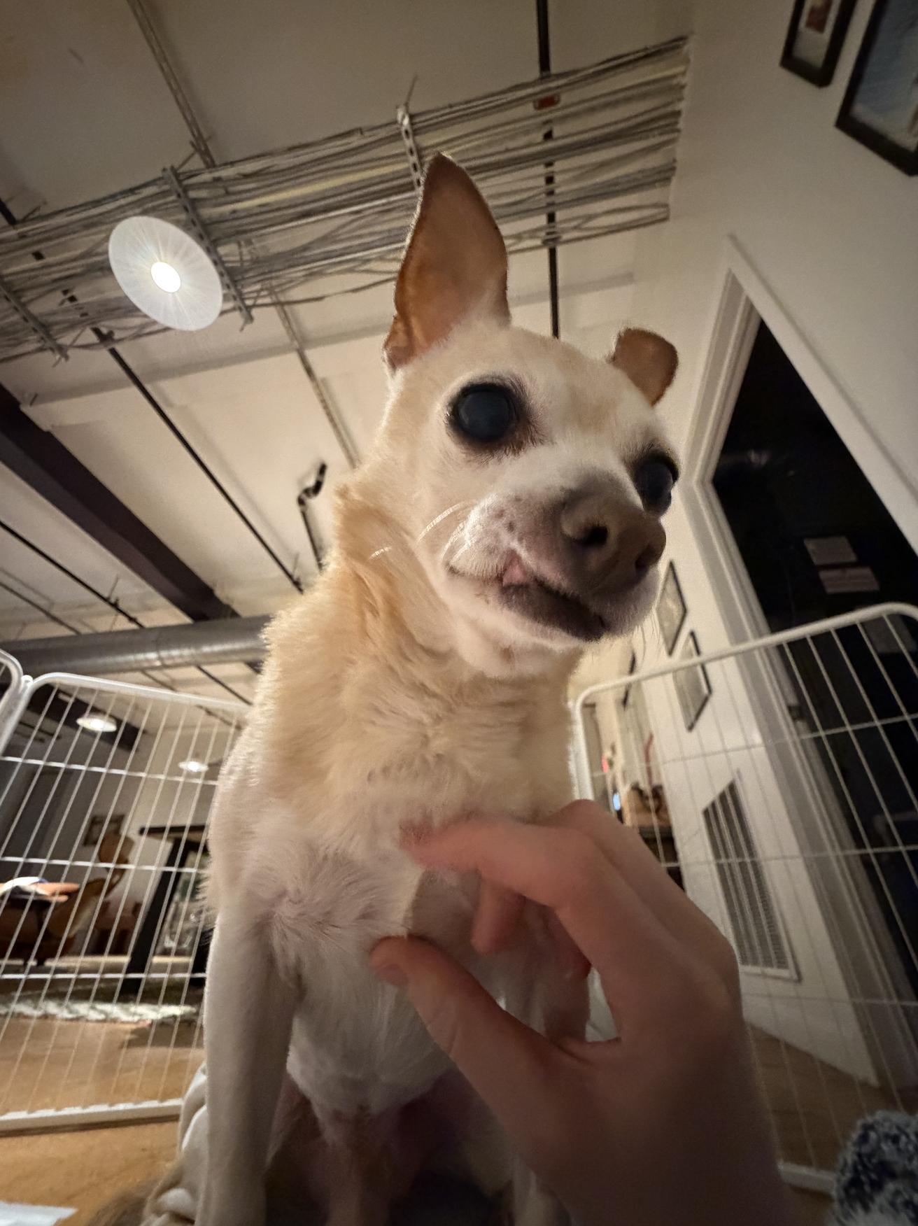 Enlarge CHULOO!, a ADOPTABLE Chihuahua in Philadelphia, PA image 6/6