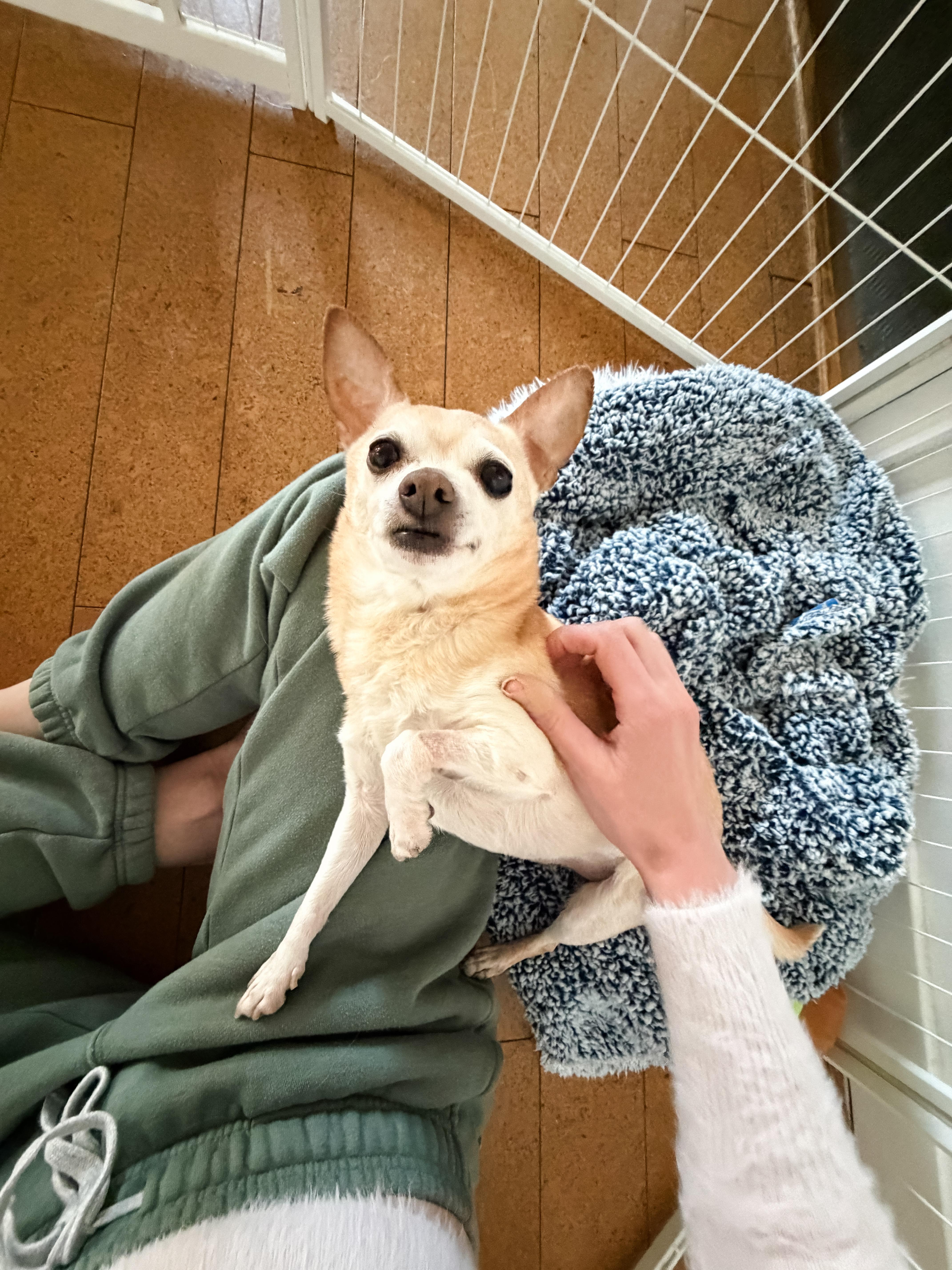 Enlarge CHULOO!, a ADOPTABLE Chihuahua in Philadelphia, PA image 4/6