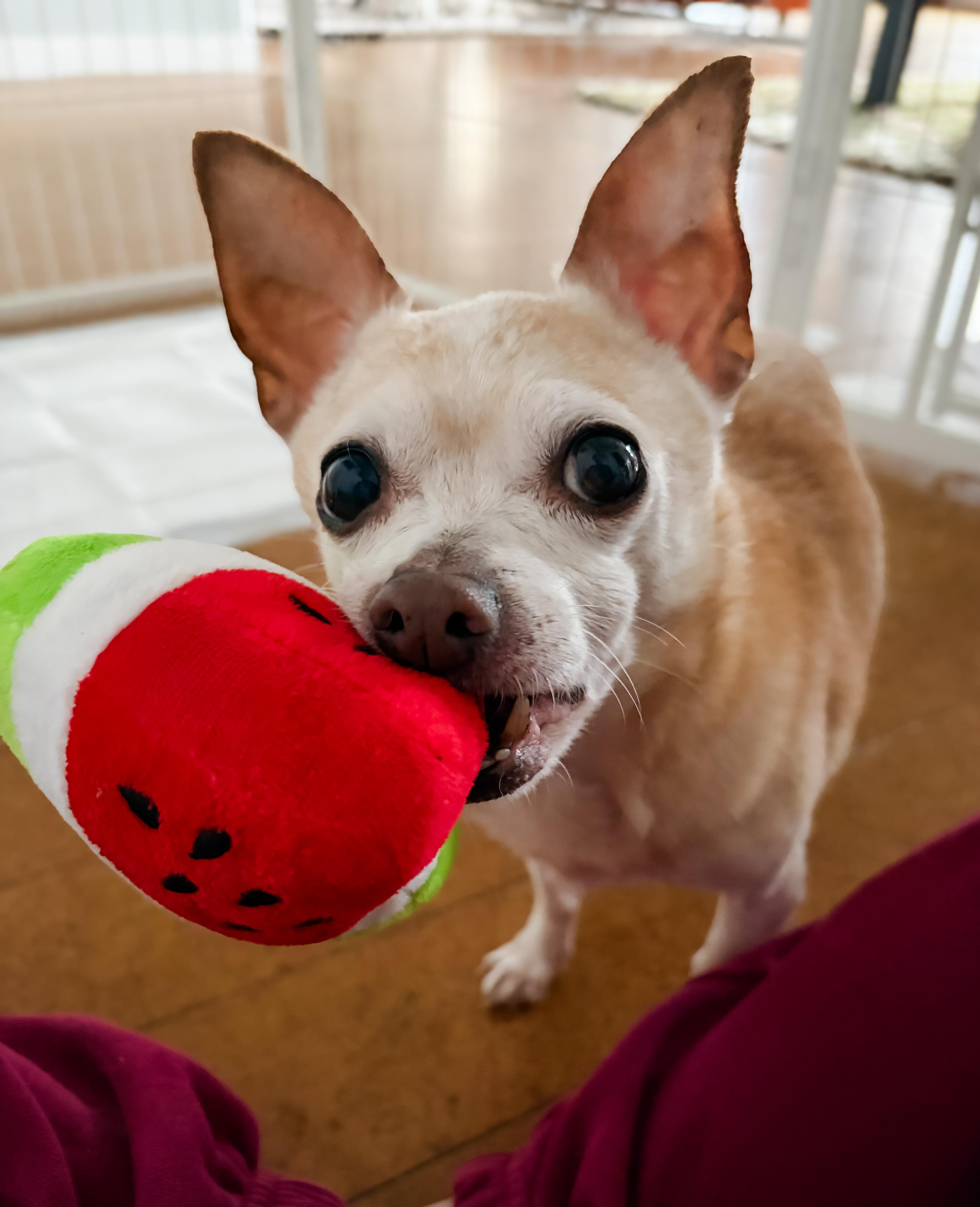 Enlarge CHULOO!, a ADOPTABLE Chihuahua in Philadelphia, PA image 2/6