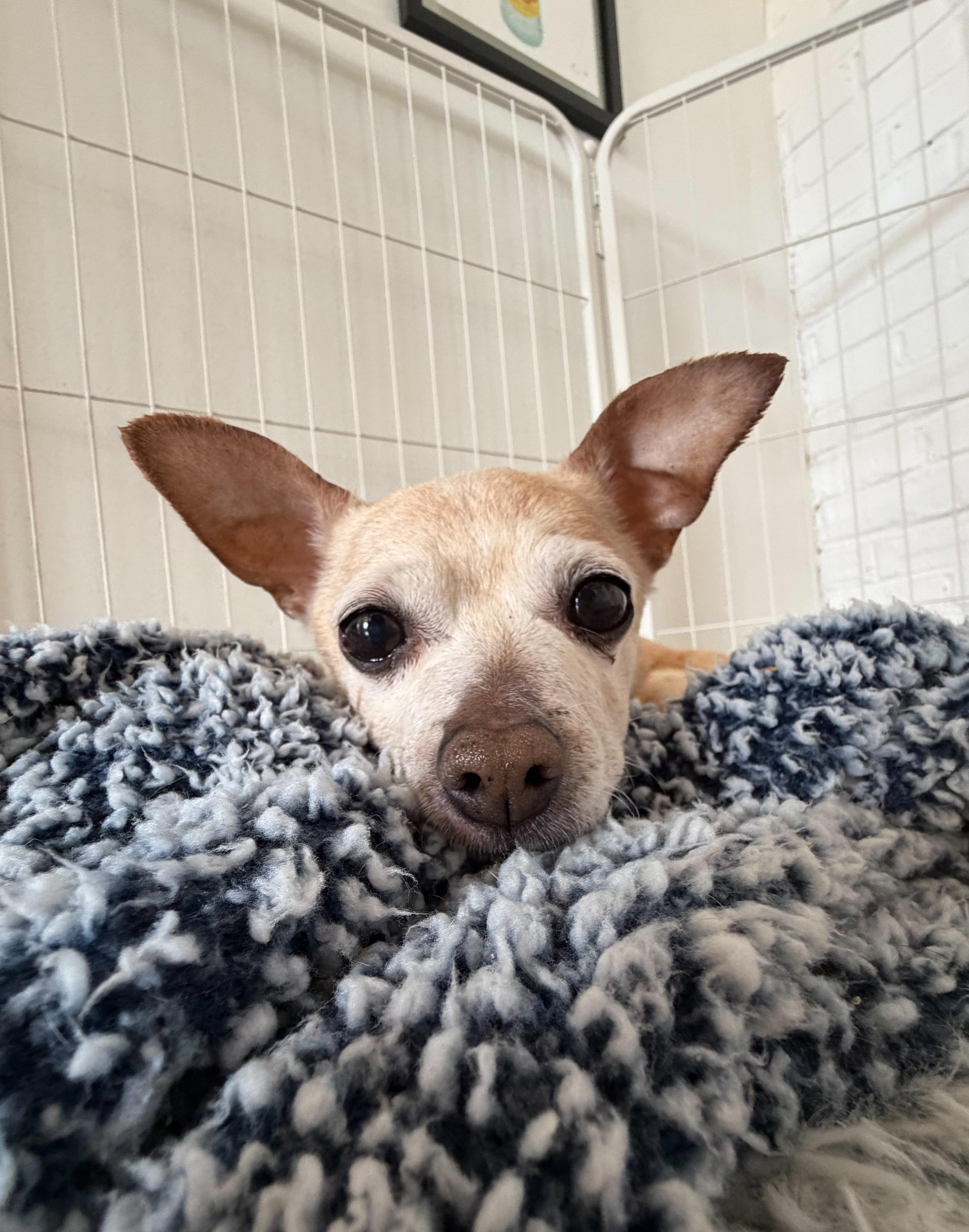 CHULOO!, ADOPTABLE, Adult Male Chihuahua.